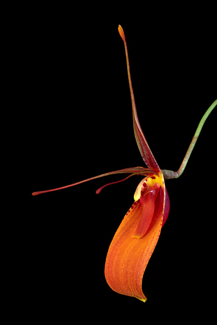 Restrepia cuprea