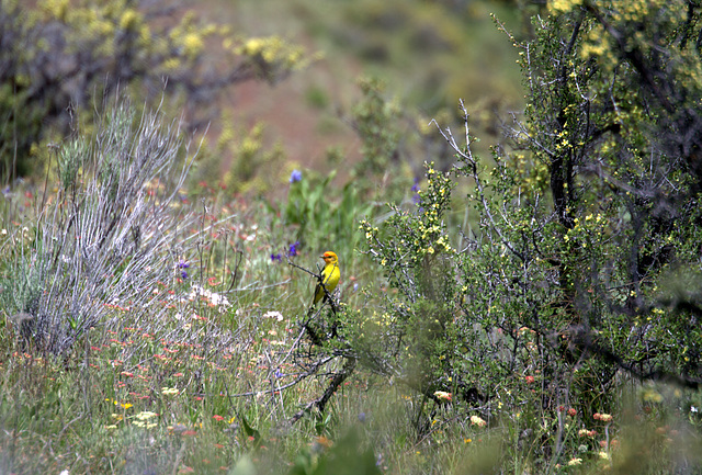 Western Tanager (Piranga ludoviciana)