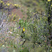 Western Tanager (Piranga ludoviciana)