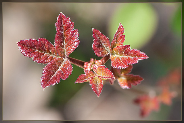 Do Not Touch These Beautiful Leaves!!