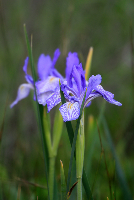 Western Blue Iris (Iris missouriensis)