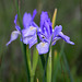 Western Blue Iris (Iris missouriensis)