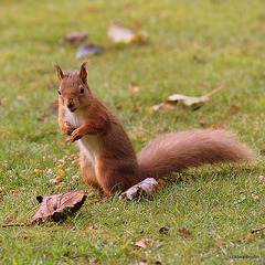 Alert Red Squirrel foraging for winter