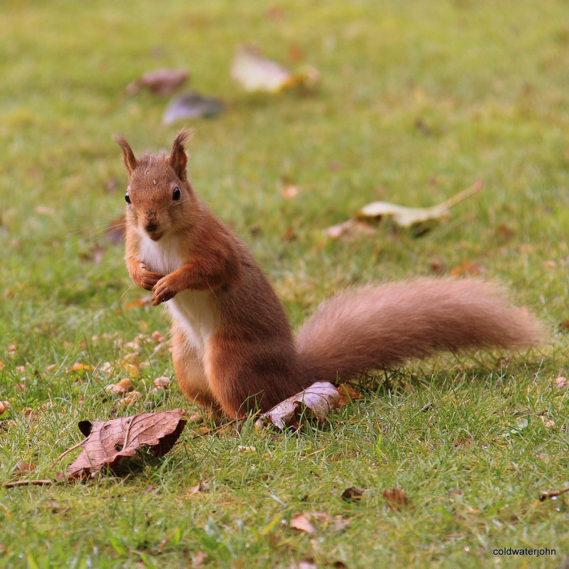 Alert Red Squirrel foraging for winter