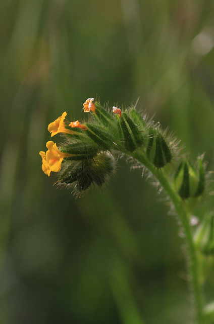 Bugloss Fiddleneck (Amsinckia lycopsoides)