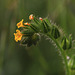 Bugloss Fiddleneck (Amsinckia lycopsoides)