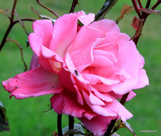 Can flies smell fragrant roses??