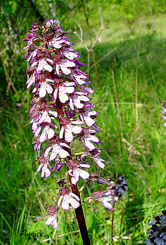 orchidée pourpre