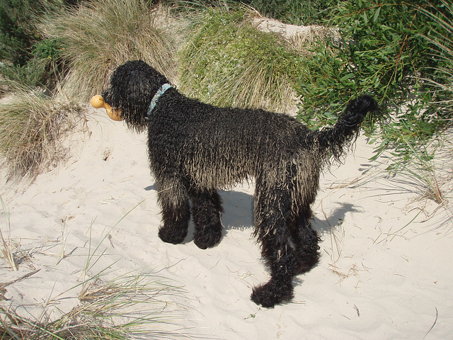 Fonzie with  dreads