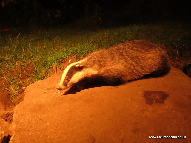 Badger2