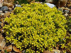 Bushel of Stonecrop