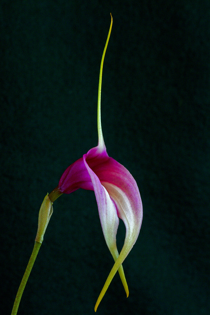 Masdevallia Ruby Slippers