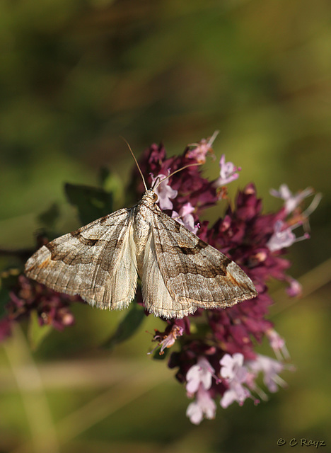 Treble-bar Moth Feeding