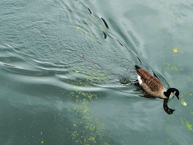 canada geese on regent's canal