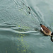 canada geese on regent's canal