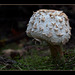 Nubbly Mushroom