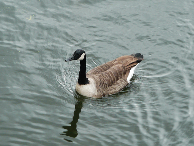 canada geese on regent's canal