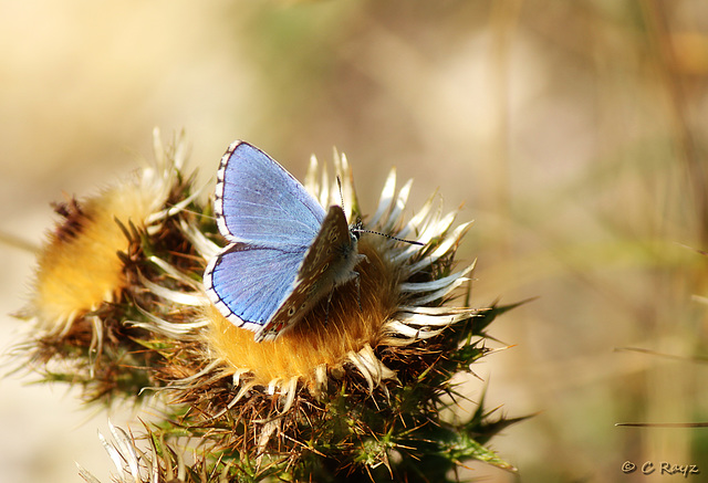 Adonis Male