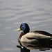 Mallard