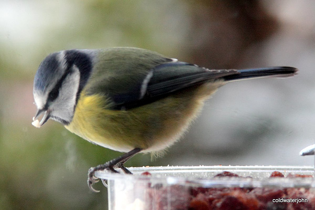 Bluetit feeding on a cold snowy morning...