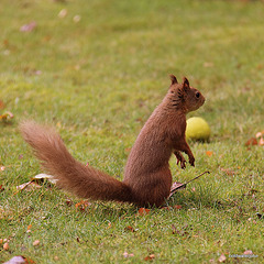 Alert Red Squirrel foraging for winter