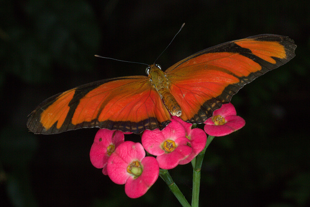 Julia Butterfly