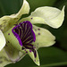 Dendrobium atroviolaceum