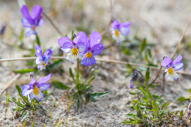 Blümchen im Sand - 20130512