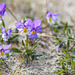 Blümchen im Sand - 20130512