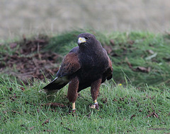 Bea, the Harris Hawk, on a "field walk" to the woods behind the house...checking out a rabbit warren!