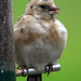Pretty goldfinch chick! 5083319195 o