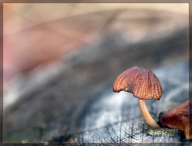 Mushroom Growing out of Trunk [EXPLORE] #4!! TYVM!!