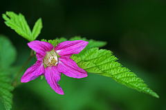 Salmonberry (Rubus spectabilis)