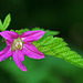 Salmonberry (Rubus spectabilis)