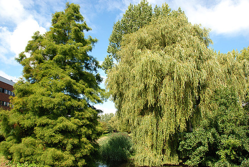 Strange hairstyles for trees