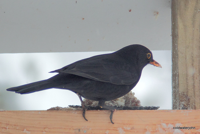 Visitors to the table feeder this morning 5220803066 o