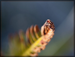 Fern Tip