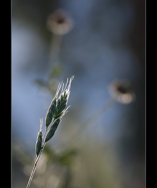 Wild Oats Photo Bomber