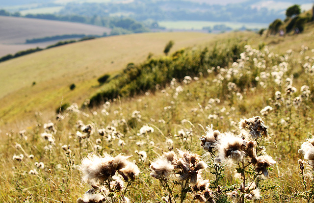Fluff South Downs