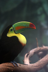 Rainbow-billed Toucan