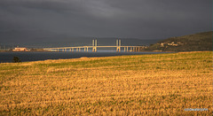 The barley is in...Kessock Bridge on an early September morning