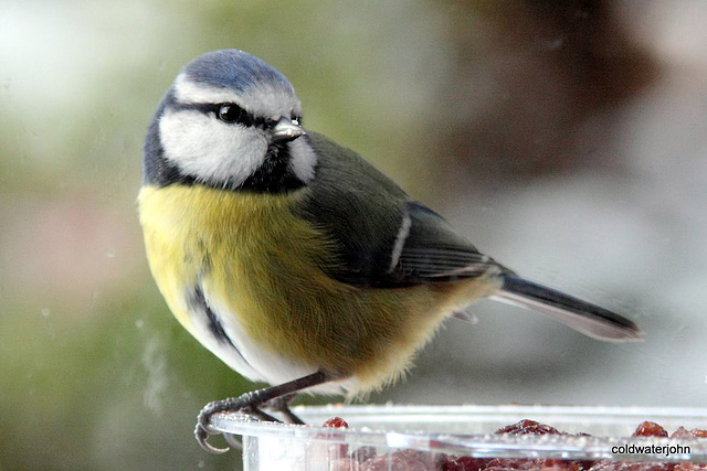 Bluetit feeding on a cold snowy morning...