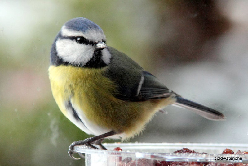 Bluetit feeding on a cold snowy morning...