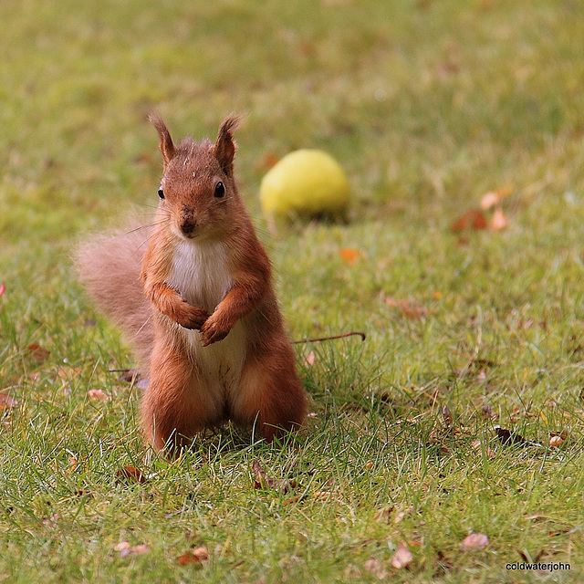 Alert Red Squirrel foraging for winter 4111516827 o