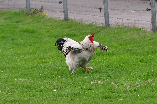 Dancing rooster