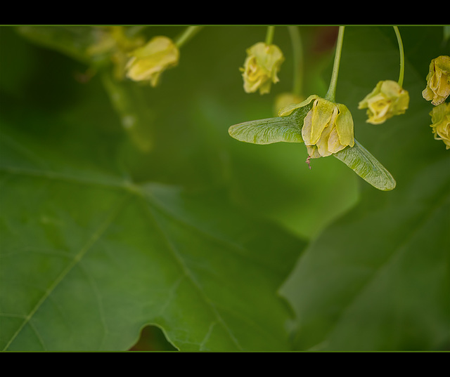 A Maple "Bat" is Born: Formation of a Maple Seed!