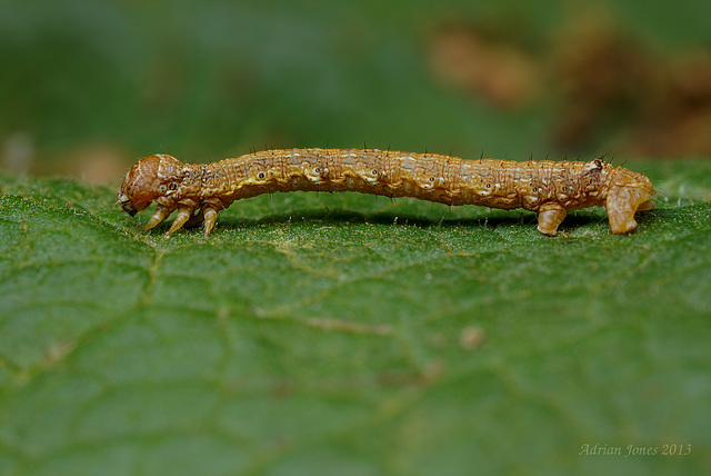 Geometrid Moth Larva