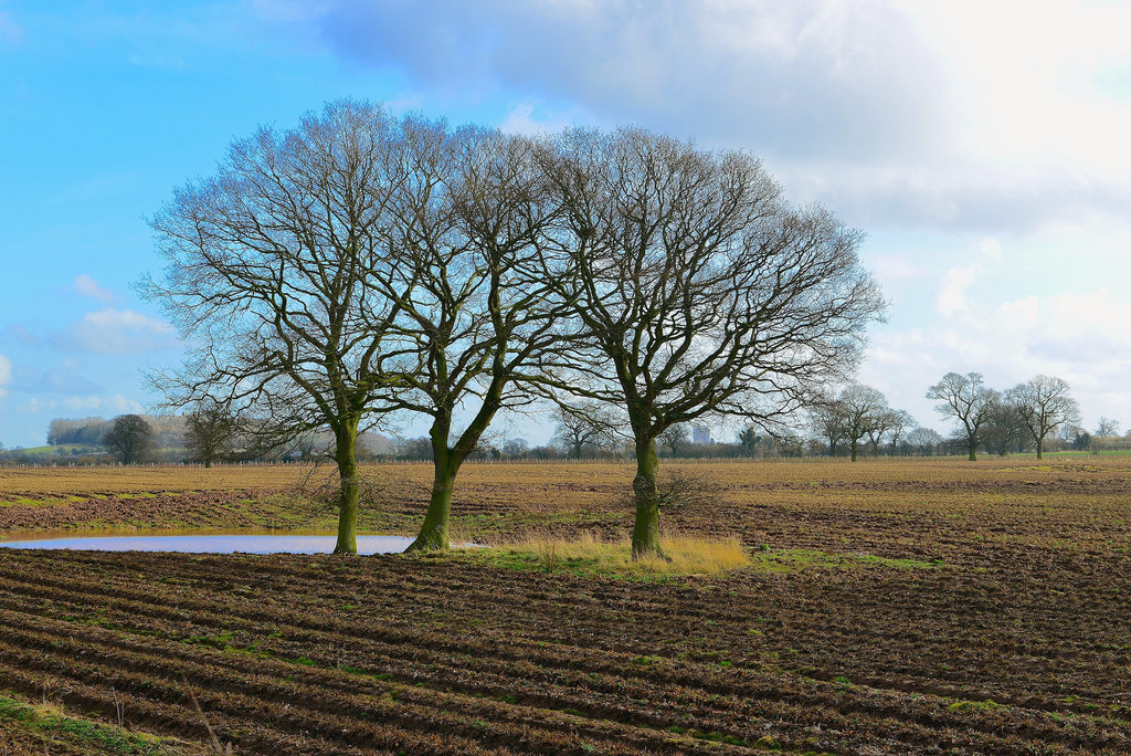 Staffordshire fields