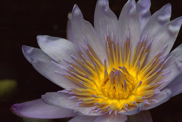 Water Lily