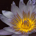 Water Lily